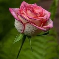 Profile Picture of Marisaraska Massikamirta (@marisaraska.massikamirta) on Facebook