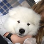 Profile Picture of Azlan Klarén (N. Eddie Oliva) (@azlanthesamoyed) on Instagram