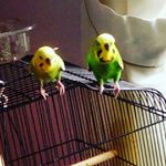 Profile Picture of dwayne family guy (@meg_stuie_peter_chris_louis_db) on Instagram