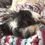 Profile Picture of Jimmy Peters (@hinglemycringle) on Flickr