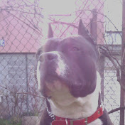 Profile Picture of Slobodan Ercegovac (@slobodanercegovac5504) on Youtube