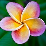 Profile Picture of Lucila Rubio (@lucila.rubio.5) on Instagram