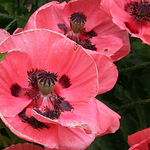 Profile Picture of Alison Stringwell (@astringwell) on Flickr