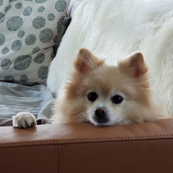 Profile Picture of Chow Chow (@chowchowmonsta) on Poshmark