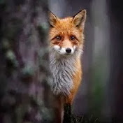 Profile Picture of Steve Tierney (@stevetierney3829) on Youtube