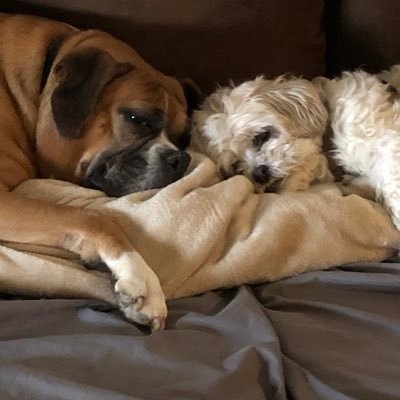 Profile Picture of Robin Borges (@rborgesleb) on Twitter