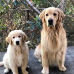 Profile Picture of Grayson + George (@graysongrowsup) on Instagram