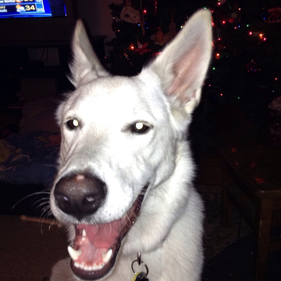 Profile Picture of Annie Carrozzino (@rpeetofndr) on Poshmark