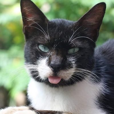 Profile Picture of Bogart Anthony (@BogartAnthony1) on Twitter