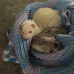 Profile Picture of Ricky&Snow (@ferret._.friends) on Instagram