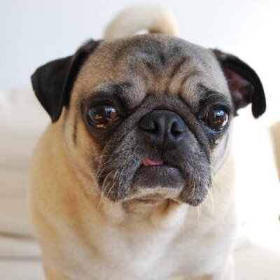 Profile Picture of Preston Blake (@Preston_The_Pug) on Twitter