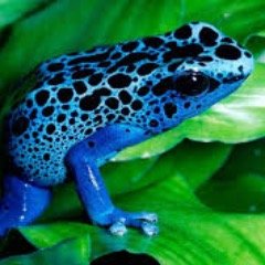 Profile Picture of Robert Rawls (@IamBleuu_) on Twitter