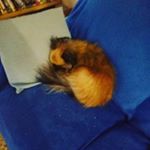 Profile Picture of mitchell sanders (@spike_the_beautiful_pom) on Instagram