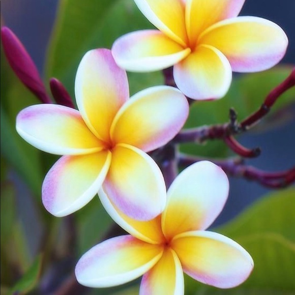 Profile Picture of Renee Colagiovanni (@naynay820) on Poshmark