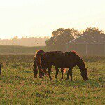 Profile Picture of Manege Geuzen-Eiland (@manegegeuzeneiland_ig) on Instagram