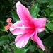 Profile Picture of Anneloes Pilon (@anneloespilon) on Pinterest