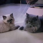 Profile Picture of Benjamin & Aurora (@benjamin_aurora) on Instagram