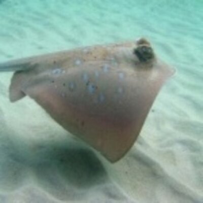 Profile Picture of Chrystal Massey (@masseyilxa) on Twitter