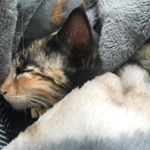 Kaleigh Ray - Instagram Profile Picture of Kaleigh Ray (@arizona_like_the_tea) on Instagram