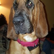 Profile Picture of Steve And Pierson The Bloodhound (@AndPierson) on Twitter