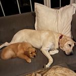Profile Picture of Ruby Kenney, and Molly Kenney (@ruby_and_molly23) on Instagram
