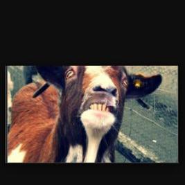 Profile Picture of Robert Biggs (@BobDaBeastBiggs) on Twitter