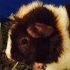 Profile Picture of Kristin (@@bennychandler) on Tiktok