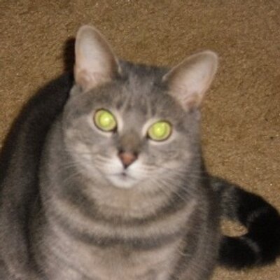 Profile Picture of Steve Beauchemin (@BoSoxLoverVT) on Twitter