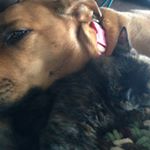 Profile Picture of Kim Predmore (@predmorekim) on Instagram