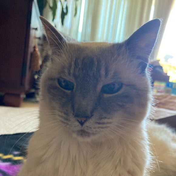 Profile Picture of Krista Leonardini (@kristapenguin3) on Poshmark