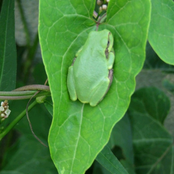 Profile Picture of Tracy Stohlmann (@tlgrell) on Poshmark