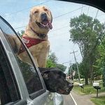 Profile Picture of Jasmine, Westley, and Sampson (@wasmine_and_jestley) on Instagram