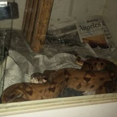 Profile Picture of Joshua Levesque (@Reptilefreak74) on Twitter