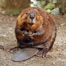 Profile Picture of Castor Canadensis (@BeaverBob04) on Twitter