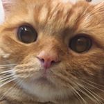 Profile Picture of Hsin Feng Lan (@niniblue107) on Instagram