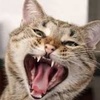 Profile Picture of Peter Justin (@@peterjustin33) on Tiktok