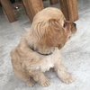 Profile Picture of Coby Harris 🐶 (@@cobythecavoodle) on Tiktok