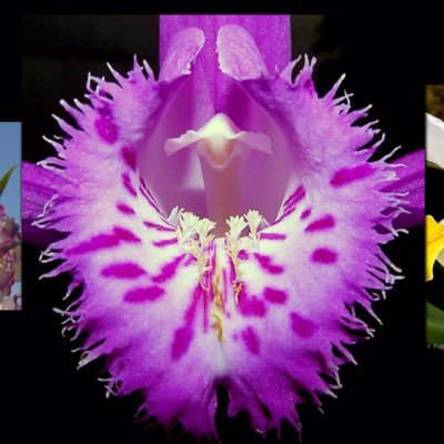 Vikki Cooper - Twitter Profile Picture of Vikki Cooper (@naturalaka) on Twitter