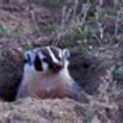 Profile Picture of Christopher Averett (@badgermedicine) on Twitter