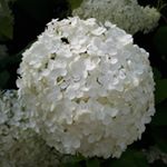 Profile Picture of Bernadette Colinet (@bernadettecolinet) on Instagram