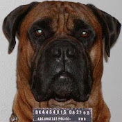 Profile Picture of Stacy Plummer (@k9bully69) on Youtube