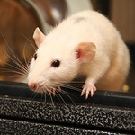 Profile Picture of Ruby Hampton-smith (@phat rat photography) on Flickr