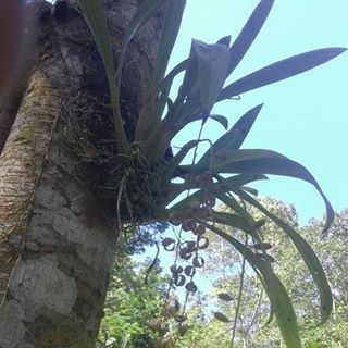 Profile Picture of Edd Oey (@edd.oey.3) on Facebook