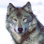 Profile Picture of Sheila Raper (@rapersheila) on Instagram