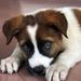 Profile Picture of Joseph Lucido (@29jolucid) on Pinterest