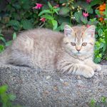 Patricia Greeve - Instagram Profile Picture of Patricia Greeve (@suzcats_dogs) on Instagram