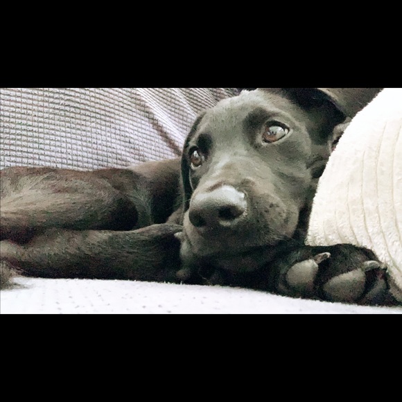 Profile Picture of Christa Trebatoski (@c_treb) on Poshmark