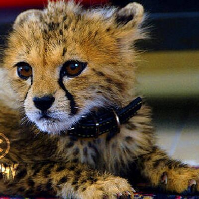 Profile Picture of Ahmad Alhosani (@safa7_AD) on Twitter