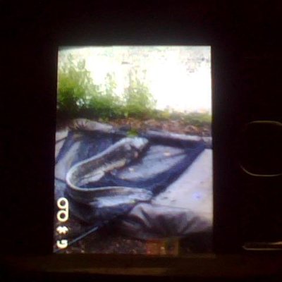 Profile Picture of Mark Andrew Banner (@raphaelsorel) on Twitter