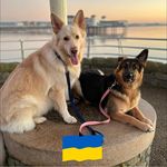 Profile Picture of Chris Georgina Harriott (@georginaharriott) on Instagram